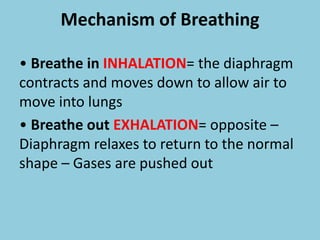 Mechanism of Breathing
• Breathe in INHALATION= the diaphragm
contracts and moves down to allow air to
move into lungs
• Breathe out EXHALATION= opposite –
Diaphragm relaxes to return to the normal
shape – Gases are pushed out
 