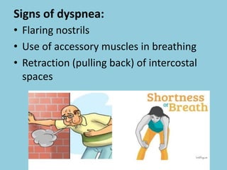 Signs of dyspnea:
• Flaring nostrils
• Use of accessory muscles in breathing
• Retraction (pulling back) of intercostal
spaces
 