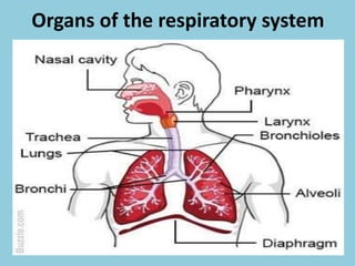 Organs of the respiratory system
 