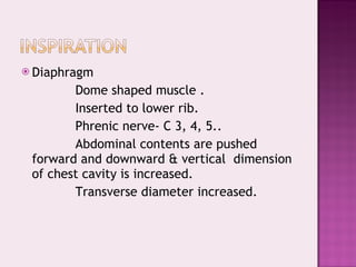 Diaphragm  Dome shaped muscle . Inserted to lower rib. Phrenic nerve- C 3, 4, 5.. Abdominal contents are pushed forward and downward & vertical  dimension of chest cavity is increased. Transverse diameter increased. 