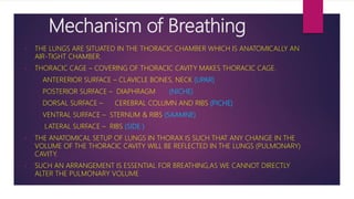 Mechanism of Breathing
• THE LUNGS ARE SITUATED IN THE THORACIC CHAMBER WHICH IS ANATOMICALLY AN
AIR-TIGHT CHAMBER.
• THORACIC CAGE – COVERING OF THORACIC CAVITY MAKES THORACIC CAGE.
ANTERERIOR SURFACE – CLAVICLE BONES, NECK (UPAR)
POSTERIOR SURFACE – DIAPHRAGM (NICHE)
DORSAL SURFACE – CEREBRAL COLUMN AND RIBS (PICHE)
VENTRAL SURFACE – STERNUM & RIBS (SAAMNE)
LATERAL SURFACE – RIBS (SIDE )
• THE ANATOMICAL SETUP OF LUNGS IN THORAX IS SUCH THAT ANY CHANGE IN THE
VOLUME OF THE THORACIC CAVITY WILL BE REFLECTED IN THE LUNGS (PULMONARY)
CAVITY.
• SUCH AN ARRANGEMENT IS ESSENTIAL FOR BREATHING,AS WE CANNOT DIRECTLY
ALTER THE PULMONARY VOLUME.
 