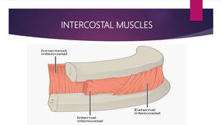 INTERCOSTAL MUSCLES
 