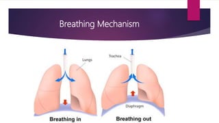 Breathing Mechanism
 