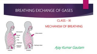 BREATHING EXCHANGE OF GASES
MECHANISM OF BREATHING
CLASS - XI
Ajay Kumar Gautam
 