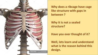 Why does a ribcage have cage
like structure with gaps in
between ?
Why it is not a sealed
structure?
Have you ever thought of it?
Well, lets learn and understand
what is the reason behind this
design.
 