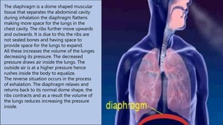 The diaphragm is a dome shaped muscular
tissue that separates the abdominal cavity
during inhalation the diaphragm flatten...