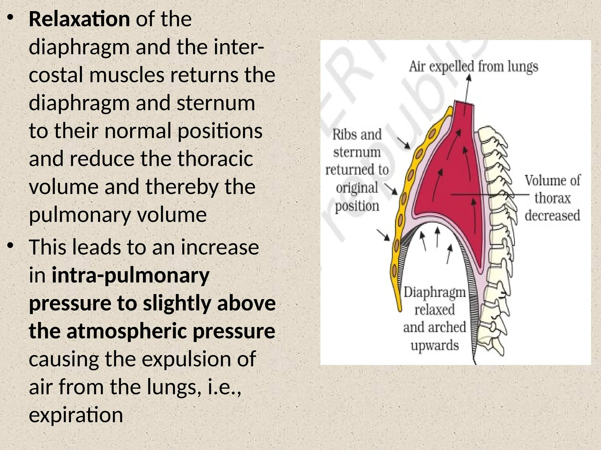 • Relaxation of the
diaphragm and the inter-
costal muscles returns the
diaphragm and sternum
to their normal positions
and reduce the thoracic
volume and thereby the
pulmonary volume
• This leads to an increase
in intra-pulmonary
pressure to slightly above
the atmospheric pressure
causing the expulsion of
air from the lungs, i.e.,
expiration
 