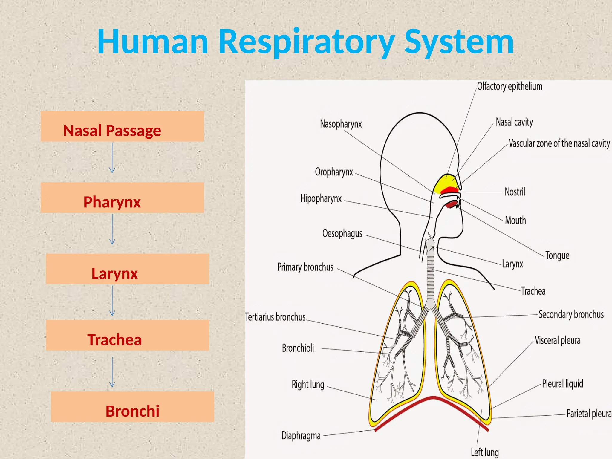 Human Respiratory System
Nasal Passage
Pharynx
Larynx
Trachea
Bronchi
 
