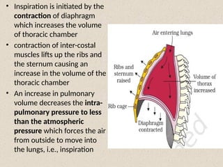 • Inspiration is initiated by the
contraction of diaphragm
which increases the volume
of thoracic chamber
• contraction of inter-costal
muscles lifts up the ribs and
the sternum causing an
increase in the volume of the
thoracic chamber
• An increase in pulmonary
volume decreases the intra-
pulmonary pressure to less
than the atmospheric
pressure which forces the air
from outside to move into
the lungs, i.e., inspiration
 