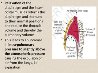 • Relaxation of the
diaphragm and the inter-
costal muscles returns the
diaphragm and sternum
to their normal positions
and reduce the thoracic
volume and thereby the
pulmonary volume
• This leads to an increase
in intra-pulmonary
pressure to slightly above
the atmospheric pressure
causing the expulsion of
air from the lungs, i.e.,
expiration
 