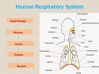 Human Respiratory System
Nasal Passage
Pharynx
Larynx
Trachea
Bronchi
 