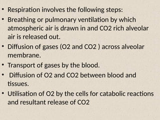 • Respiration involves the following steps:
• Breathing or pulmonary ventilation by which
atmospheric air is drawn in and CO2 rich alveolar
air is released out.
• Diffusion of gases (O2 and CO2 ) across alveolar
membrane.
• Transport of gases by the blood.
• Diffusion of O2 and CO2 between blood and
tissues.
• Utilisation of O2 by the cells for catabolic reactions
and resultant release of CO2
 