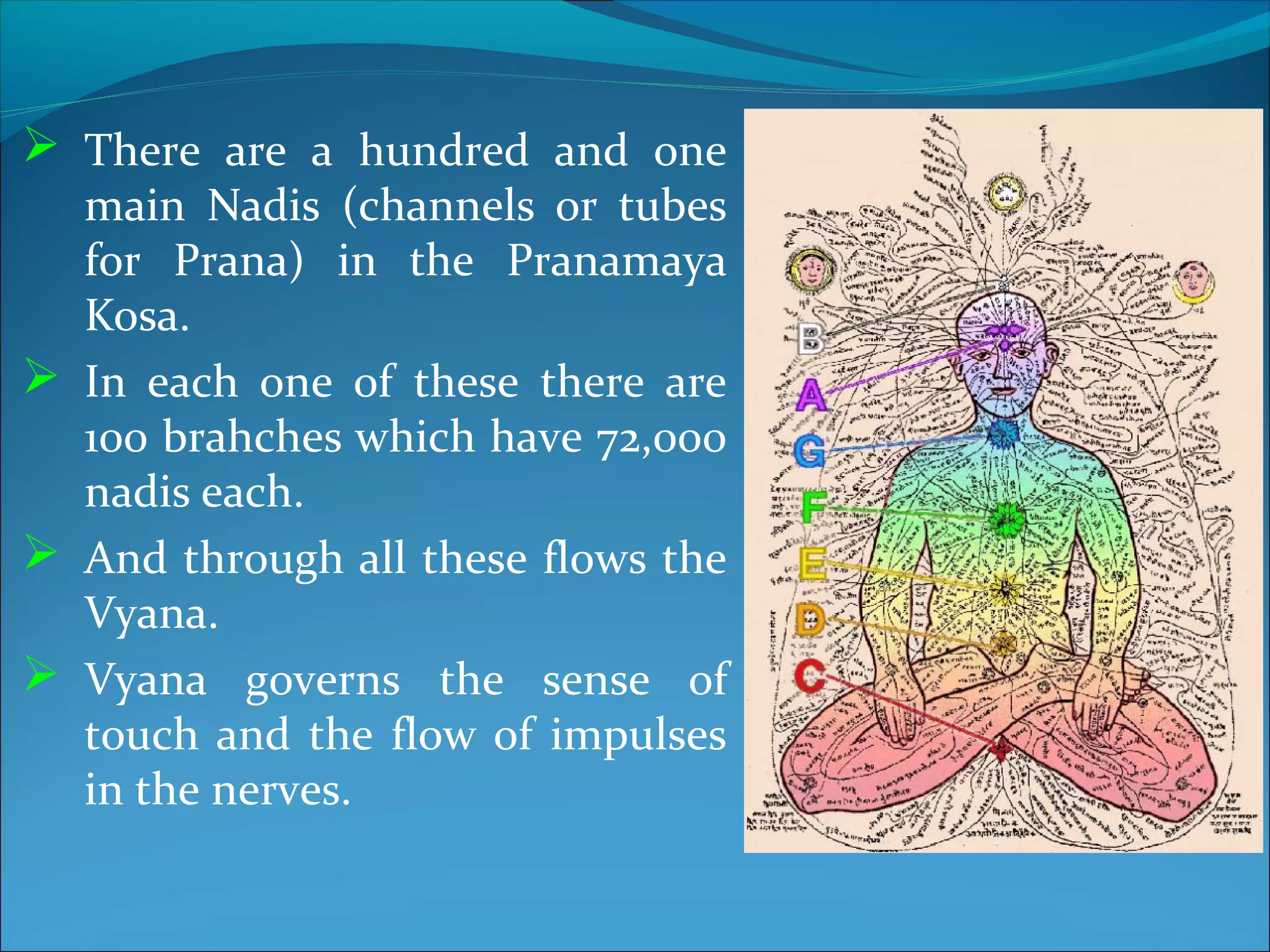  There are a hundred and one
  main Nadis (channels or tubes
  for Prana) in the Pranamaya
  Kosa.
 In each one of these there are
  100 brahches which have 72,000
  nadis each.
 And through all these flows the
  Vyana.
 Vyana governs the sense of
  touch and the flow of impulses
  in the nerves.
 