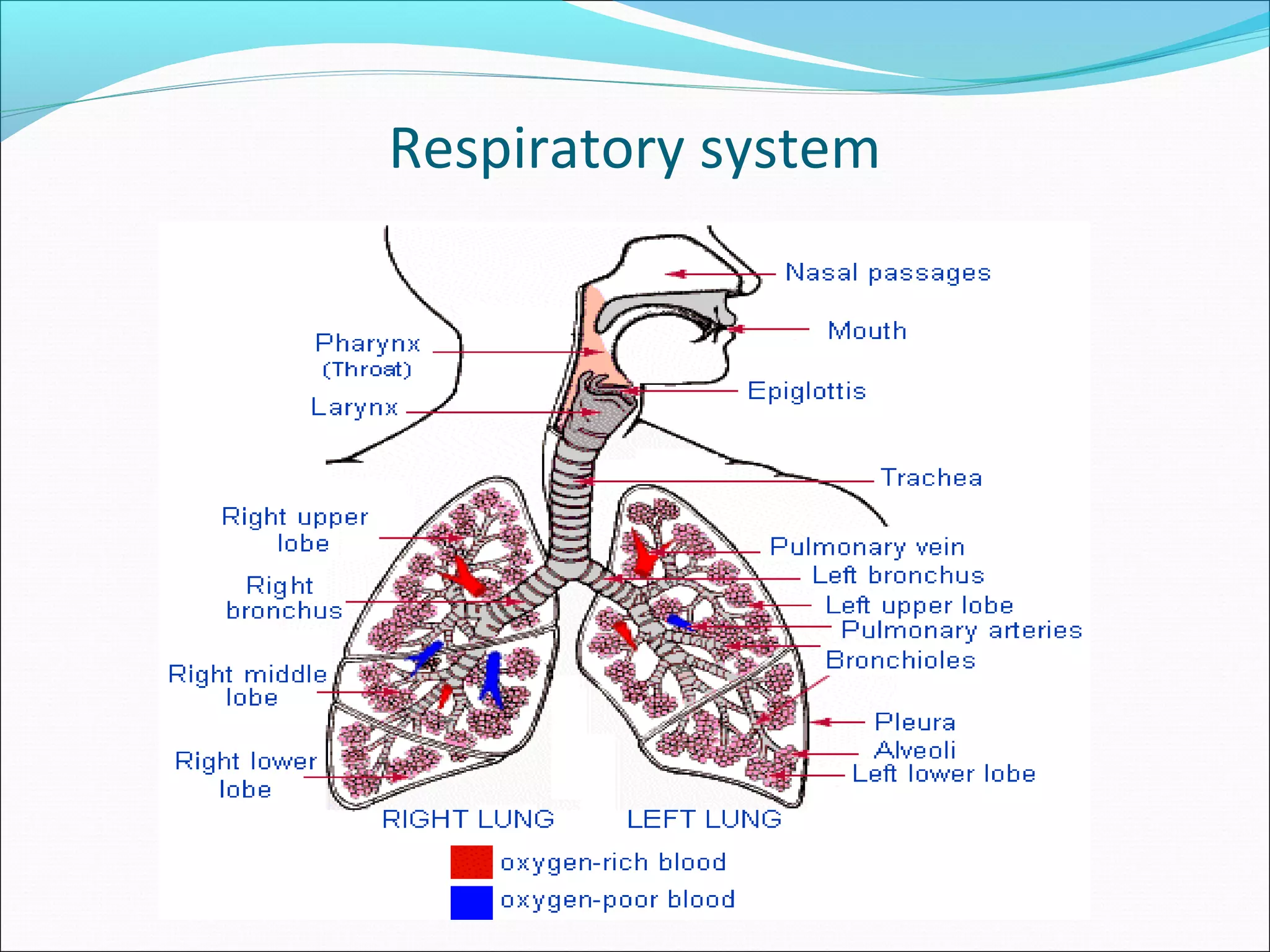 Respiratory system
 
