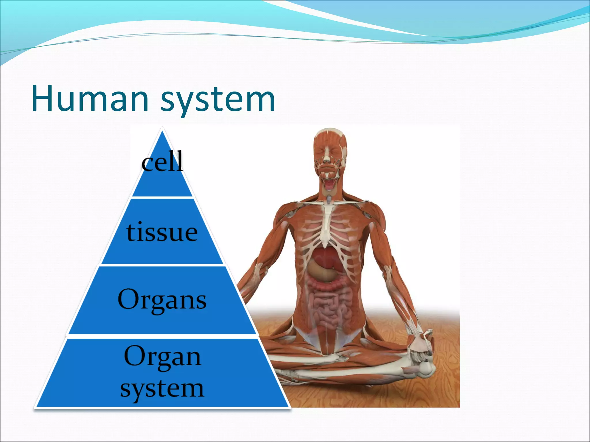 Human system
 