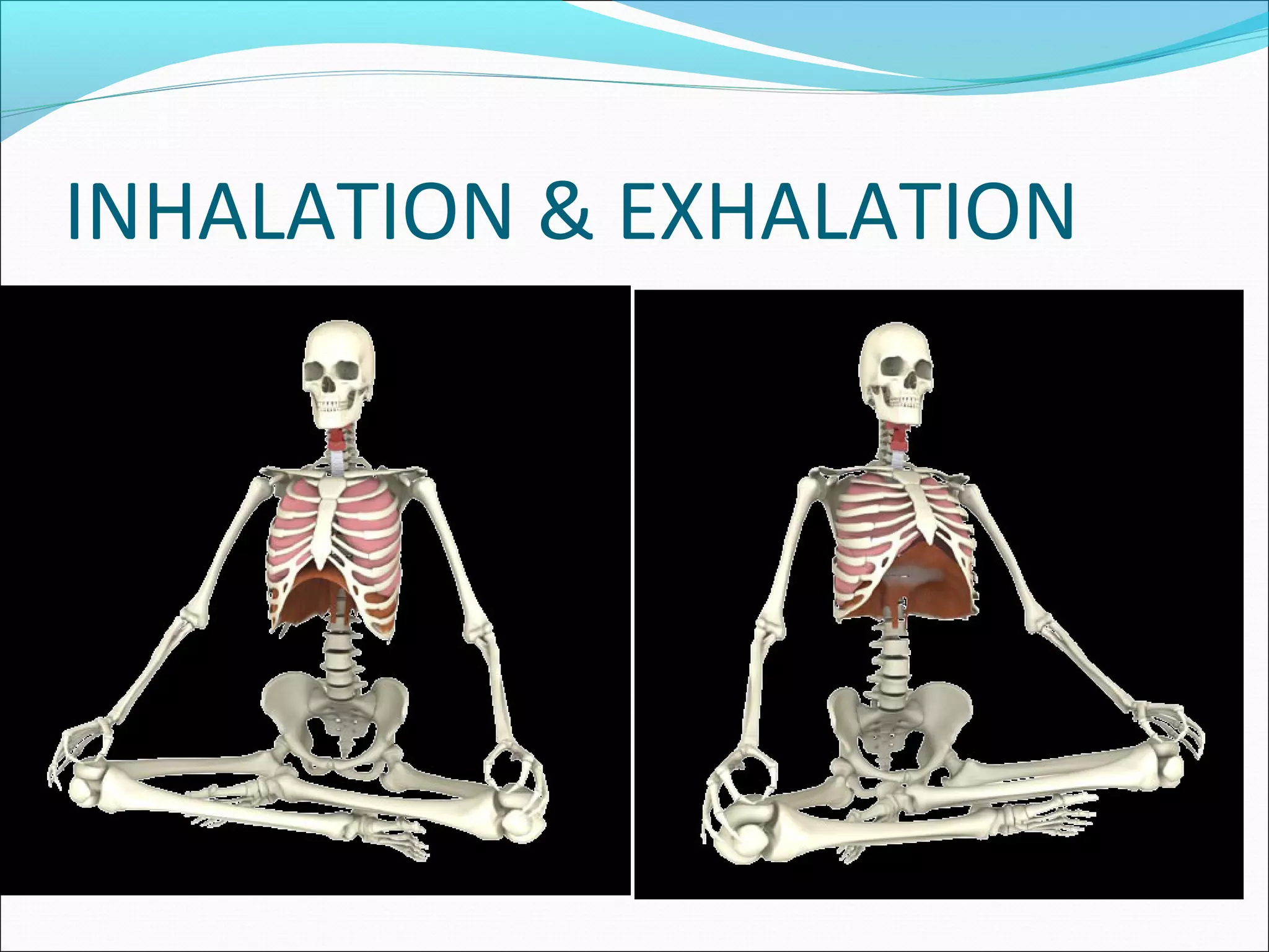 INHALATION & EXHALATION
 