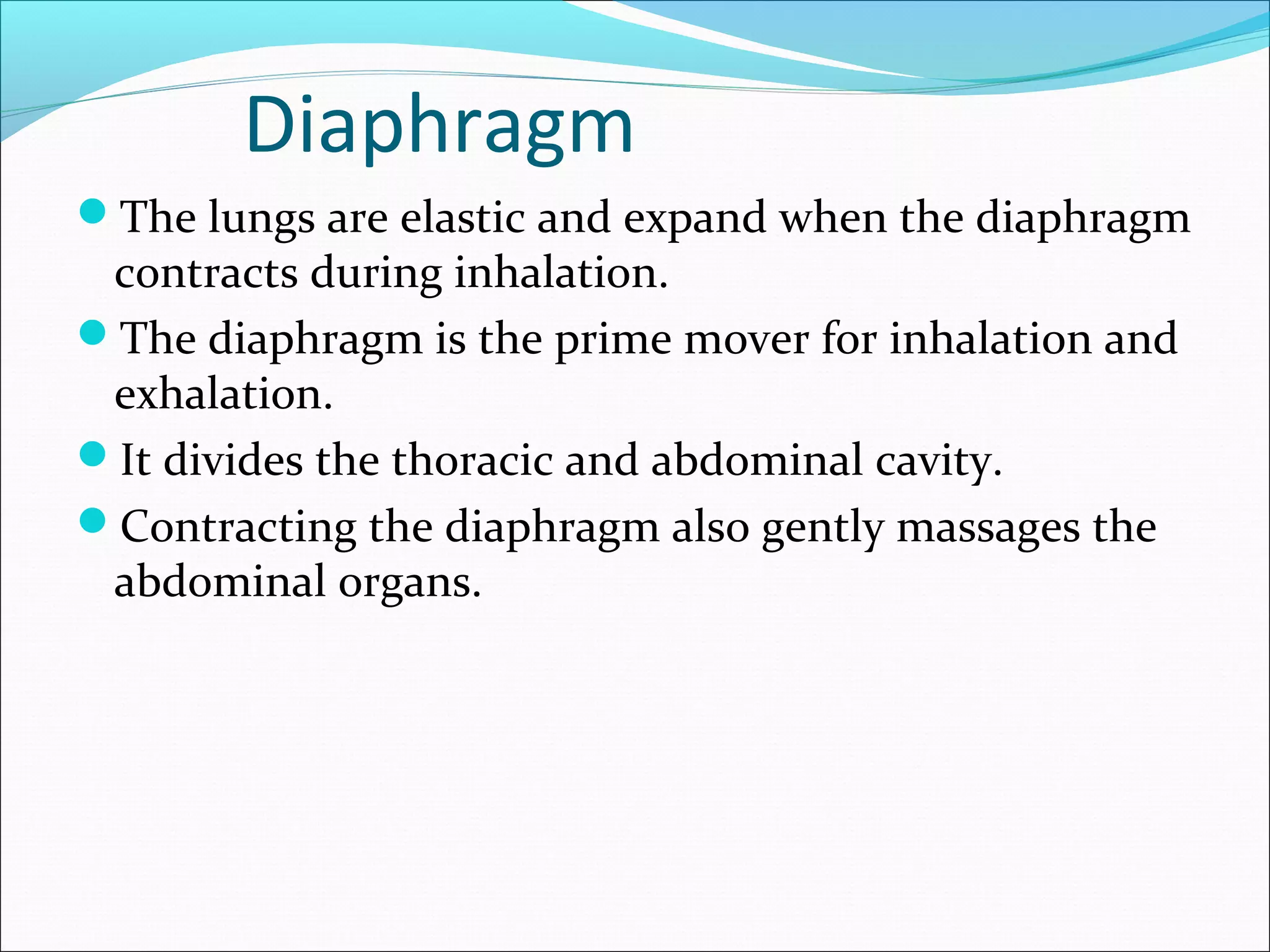 Diaphragm
The lungs are elastic and expand when the diaphragm
 contracts during inhalation.
The diaphragm is the prime mover for inhalation and
 exhalation.
It divides the thoracic and abdominal cavity.
Contracting the diaphragm also gently massages the
 abdominal organs.
 