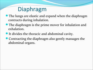 Diaphragm
The lungs are elastic and expand when the diaphragm
 contracts during inhalation.
The diaphragm is the prime mover for inhalation and
 exhalation.
It divides the thoracic and abdominal cavity.
Contracting the diaphragm also gently massages the
 abdominal organs.
 