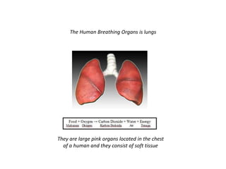 The Human Breathing Organs is lungs
They are large pink organs located in the chest
of a human and they consist of soft tissue
 
