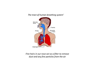 The tract of human breathing system’
Fine hairs in our nose act as a filter to remove
dust and any fine particles from the air
 