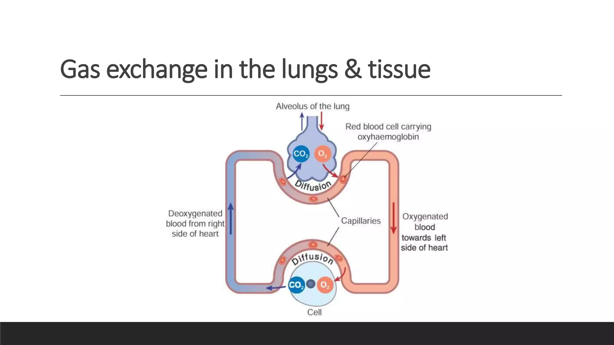 Gas exchange in the lungs & tissue
 