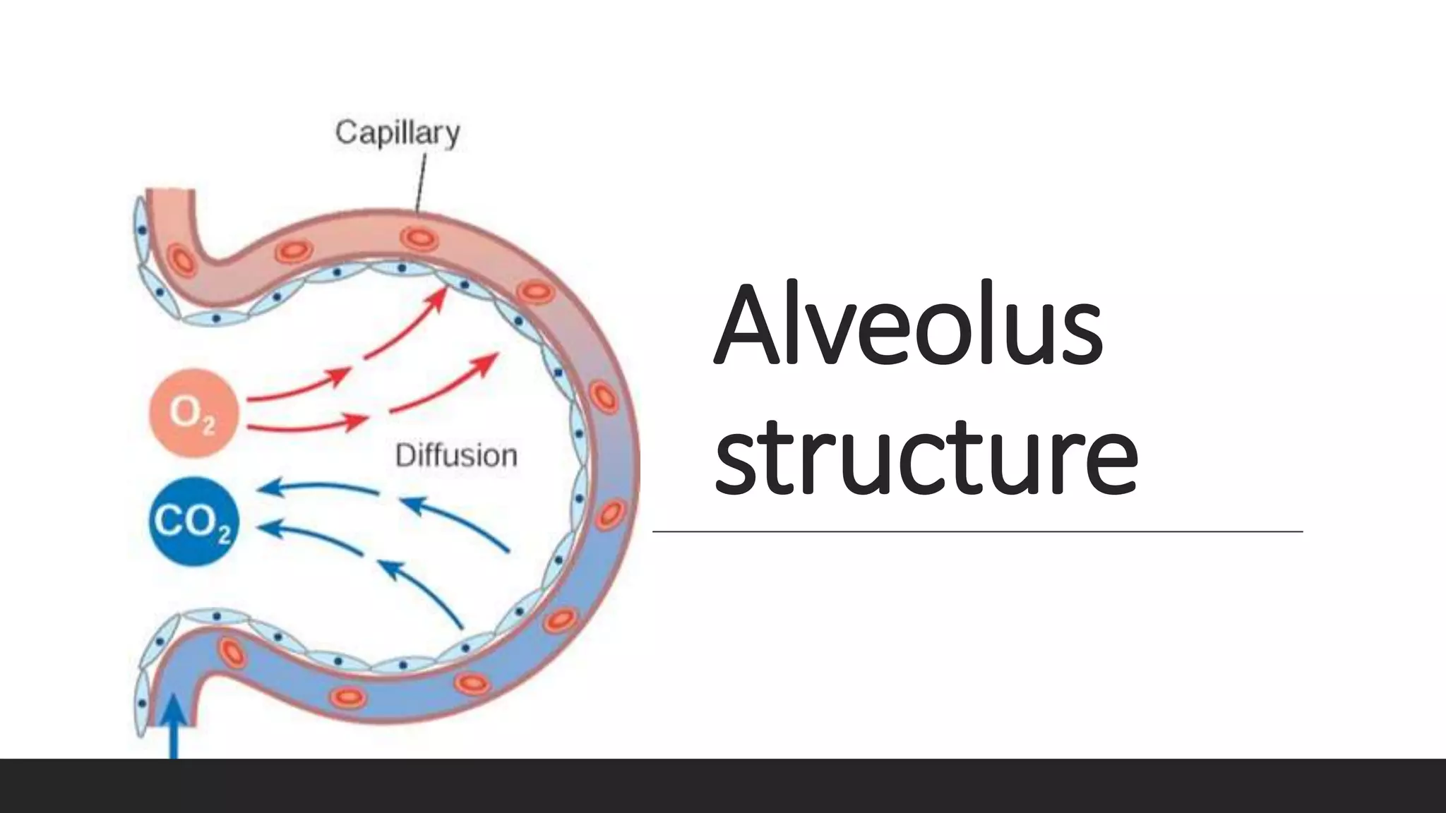 Alveolus
structure
 