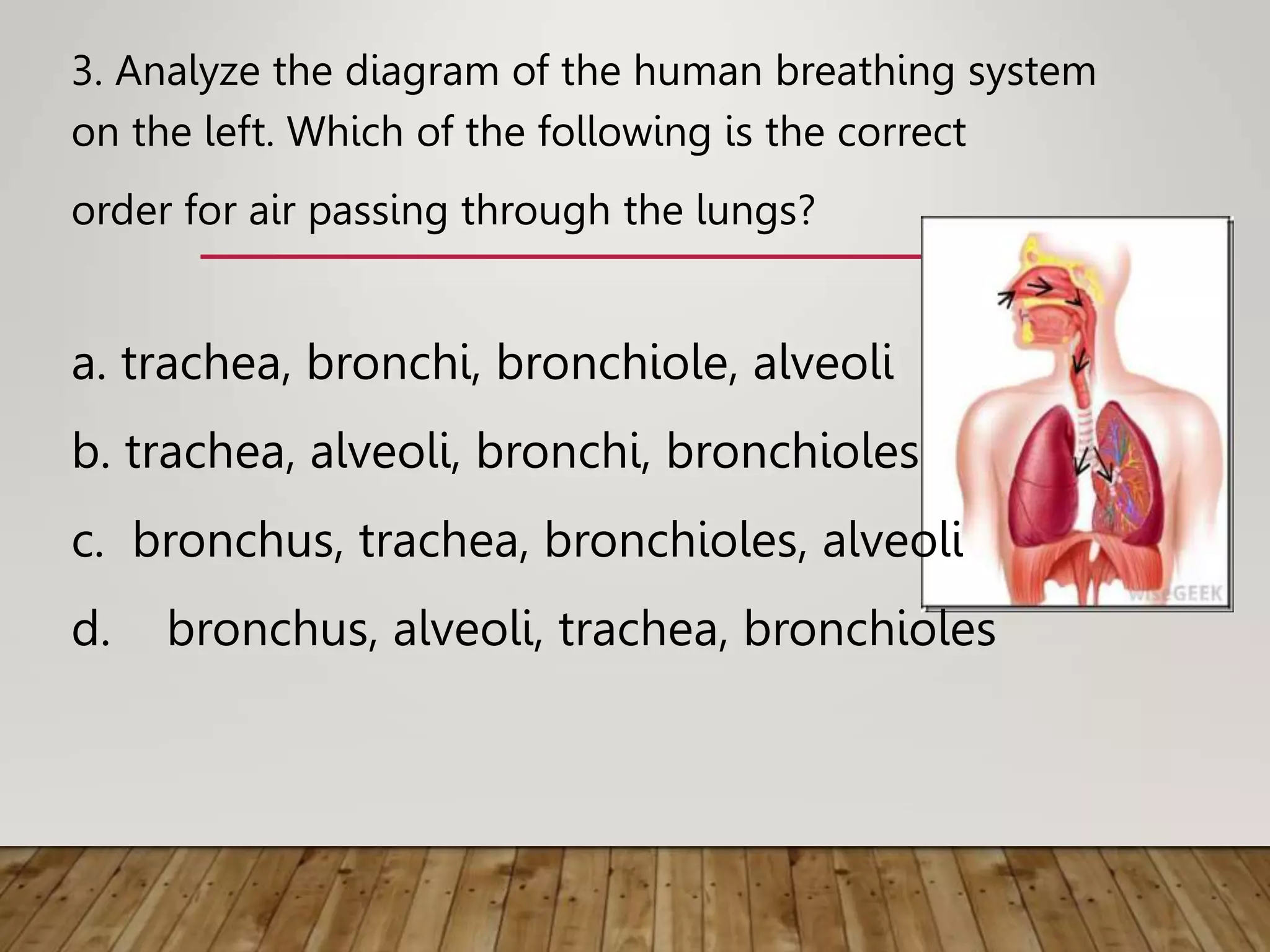 Breathing System.ppt