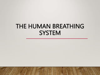 THE HUMAN BREATHING
SYSTEM
 