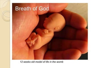 12 weeks old model of life in the womb Breath of God 