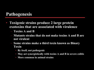 Pathogenesis Toxigenic strains produce 2 large protein exotoxins that are associated with virulence Toxins A and B Mutants strains that do not make toxins A and B are not virulent Some strains make a third toxin known as Binary Toxin By itself, not pathogenic May act synergistically with toxins A and B in severe colitis More common in animal strains   