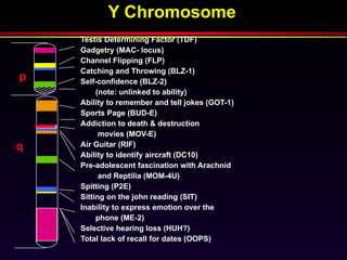 Y Chromosome Testis Determining Factor (TDF) Gadgetry (MAC- locus) Channel Flipping (FLP) Catching and Throwing (BLZ-1) Self-confidence (BLZ-2) (note: unlinked to ability) Ability to remember and tell jokes (GOT-1) Sports Page (BUD-E) Addiction to death & destruction movies (MOV-E) Air Guitar (RIF) Ability to identify aircraft (DC10) Pre-adolescent fascination with Arachnid and Reptilia (MOM-4U) Spitting (P2E) Sitting on the john reading (SIT) Inability to express emotion over the  phone (ME-2) Selective hearing loss (HUH?) Total lack of recall for dates (OOPS) Gitschier, J., Science, 1993 (261) p. 679 