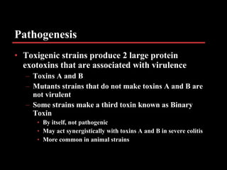 Pathogenesis <ul><li>Toxigenic strains produce 2 large protein exotoxins that are associated with virulence </li></ul><ul>...