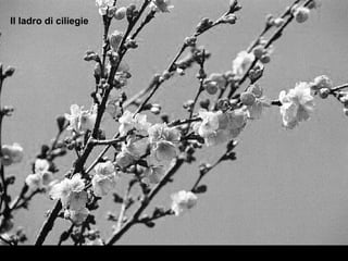 Il ladro di ciliegie
 