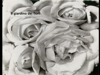 Il giardino dei fiori
 
