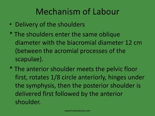 Mechanism of LabourDelivery of the shoulders* The shoulders enter the same oblique diameter with the biacromial diameter 12 cm (between the acromial processes of the scapulae).* The anterior shoulder meets the pelvic floor first, rotates 1/8 circle anteriorly, hinges under the symphysis, then the posterior shoulder is delivered first followed by the anterior shoulder.www.freelivedoctor.com