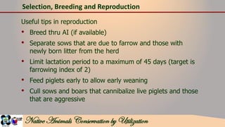 Breed development, production and commecial utilization of native pigs ...