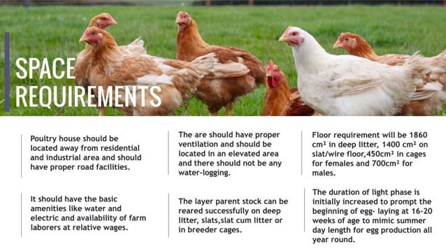 Breeder management in poultry | PPTX