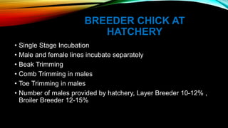 Breeder production | PPSX