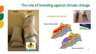 icarda.org 1
The role of breeding against climate change
Morocco February 2016
Karim Faraj
Drought of the century
Morocco April 2016
 