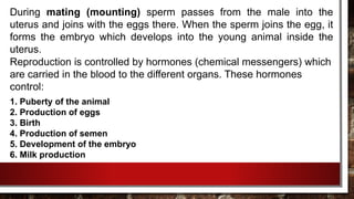 During mating (mounting) sperm passes from the male into the
uterus and joins with the eggs there. When the sperm joins the egg, it
forms the embryo which develops into the young animal inside the
uterus.
Reproduction is controlled by hormones (chemical messengers) which
are carried in the blood to the different organs. These hormones
control:
1. Puberty of the animal
2. Production of eggs
3. Birth
4. Production of semen
5. Development of the embryo
6. Milk production
 