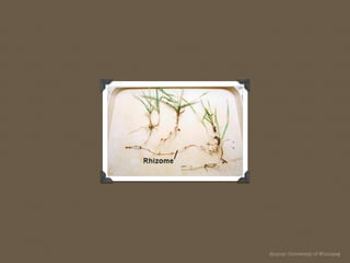 Breeding Success Through Openness