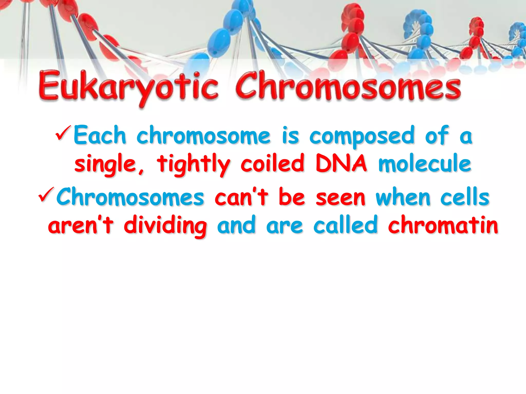 Each chromosome is composed of a
single, tightly coiled DNA molecule
Chromosomes can’t be seen when cells
aren’t dividing and are called chromatin
 
