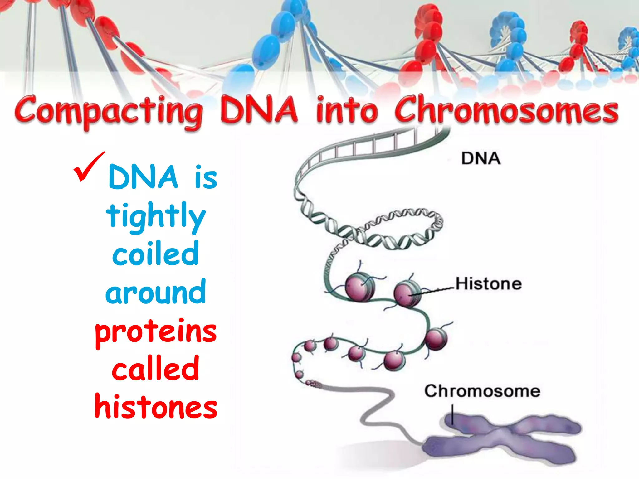 DNA is
tightly
coiled
around
proteins
called
histones
 