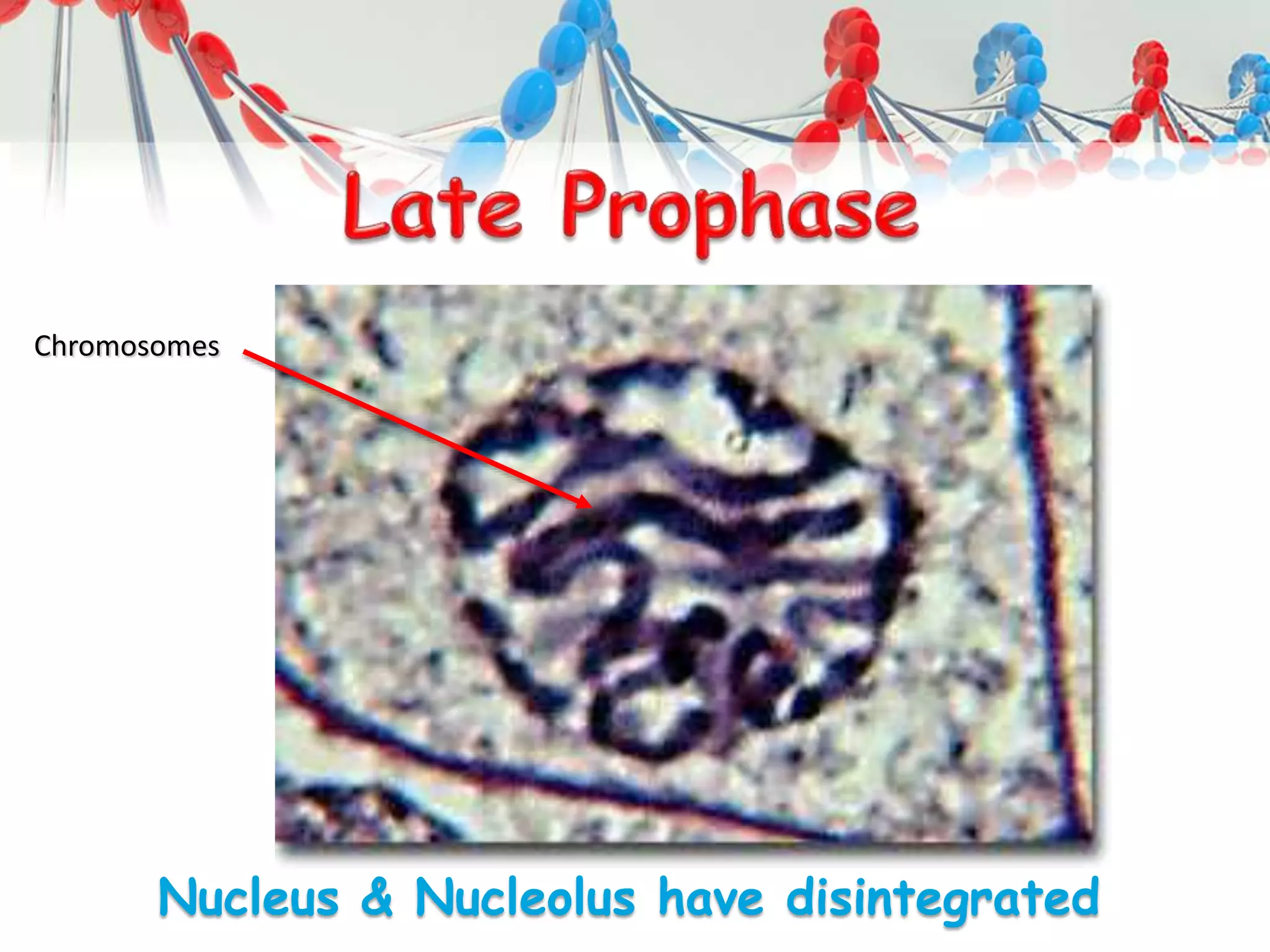 Nucleus & Nucleolus have disintegrated
Chromosomes
 
