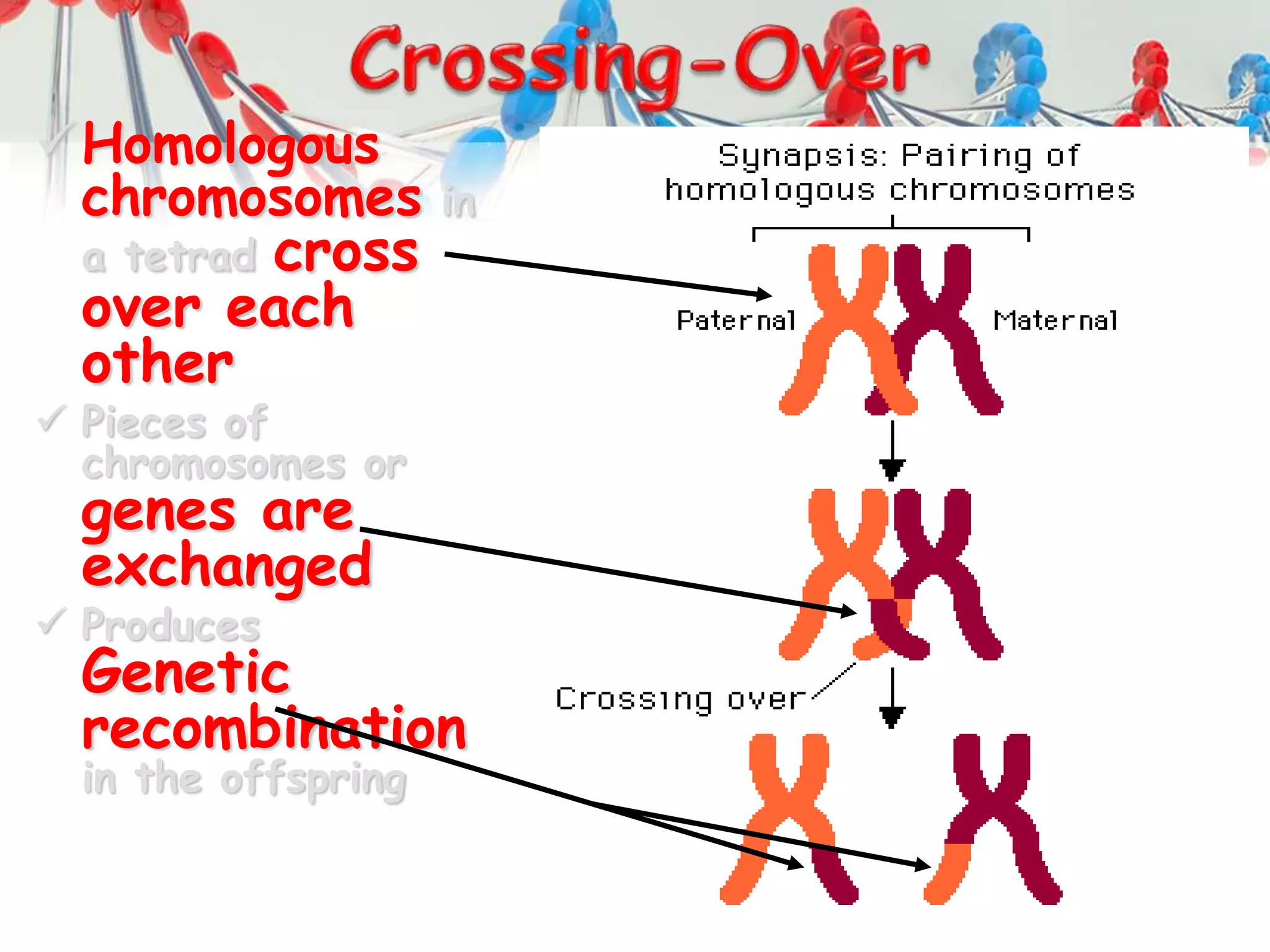 Homologous
chromosomes in
a tetrad cross
over each
other
 Pieces of
chromosomes or
genes are
exchanged
 Produces
Genetic
recombination
in the offspring
 
