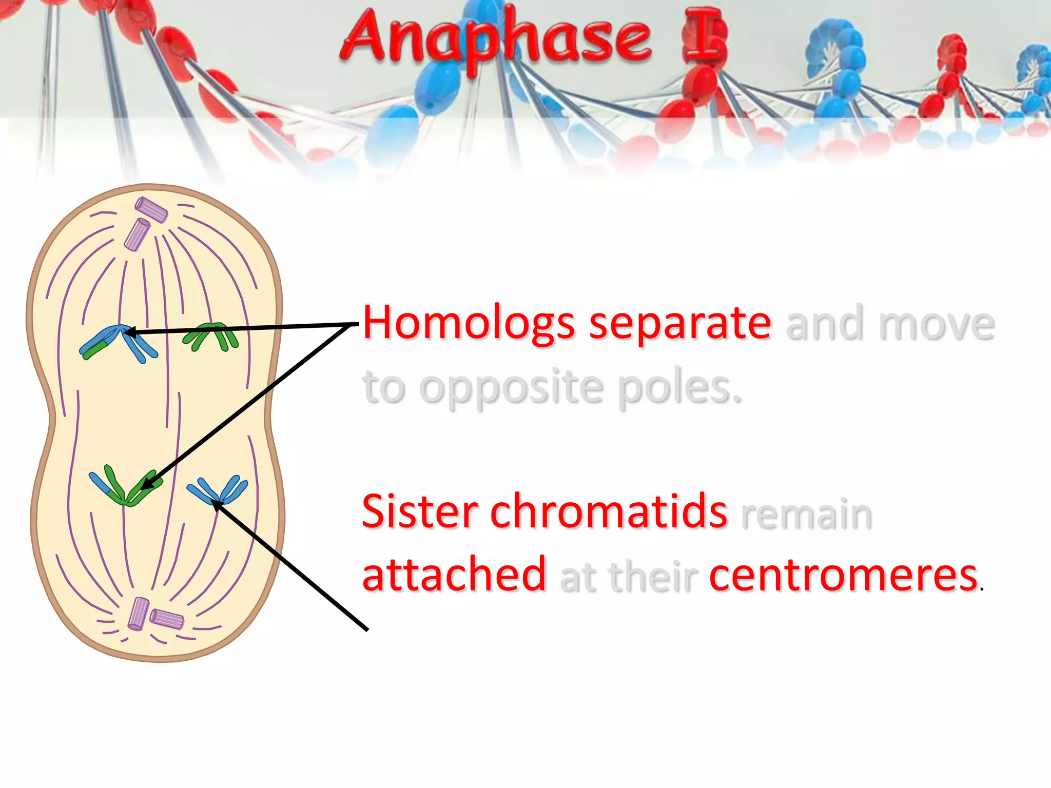Homologs separate and move
to opposite poles.
Sister chromatids remain
attached at their centromeres.
 