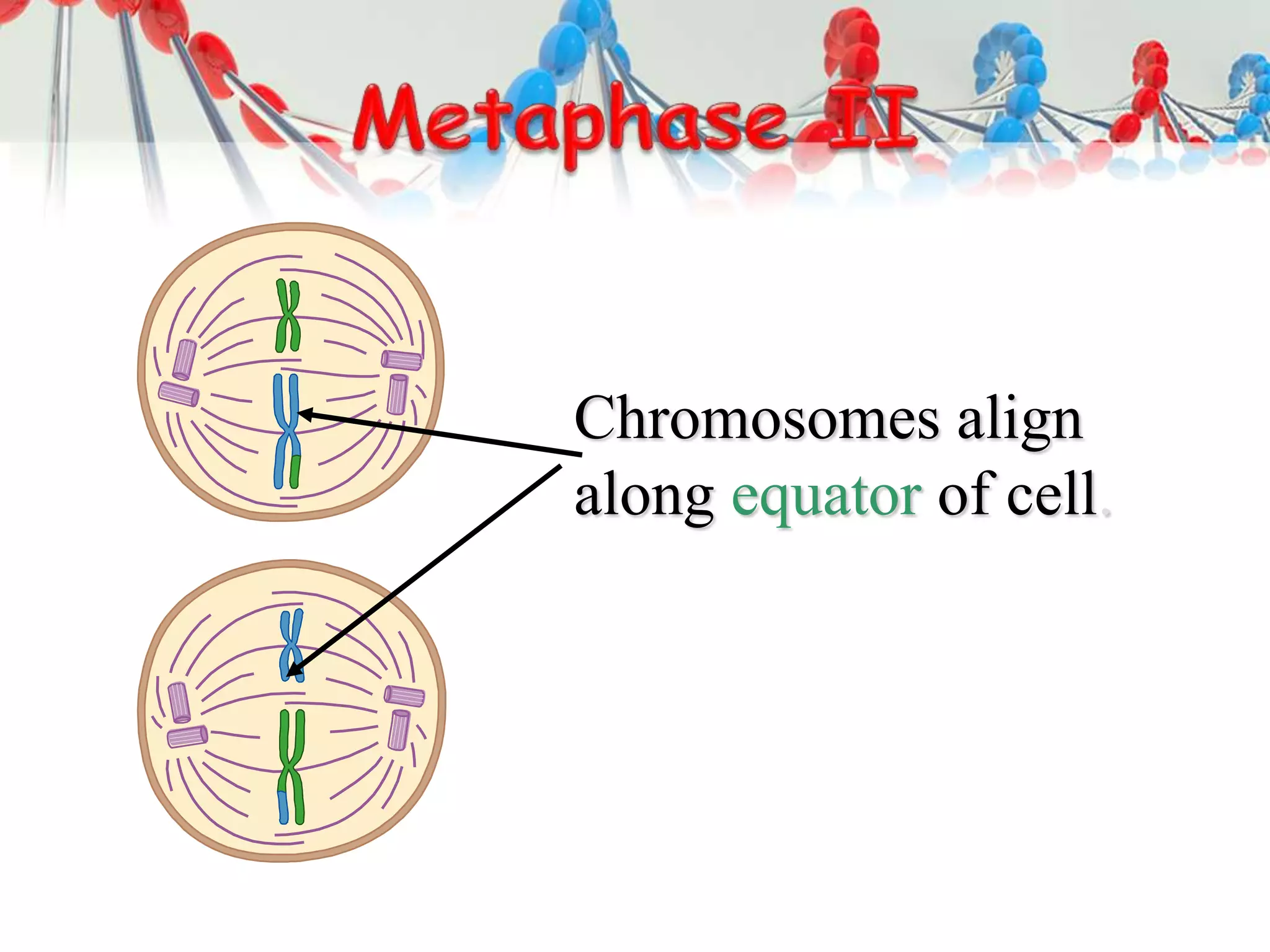 Chromosomes align
along equator of cell.
 