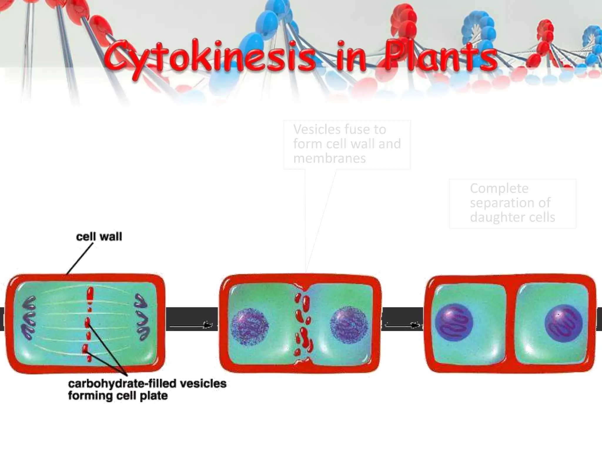 Vesicles fuse to
form cell wall and
membranes
Complete
separation of
daughter cells
 