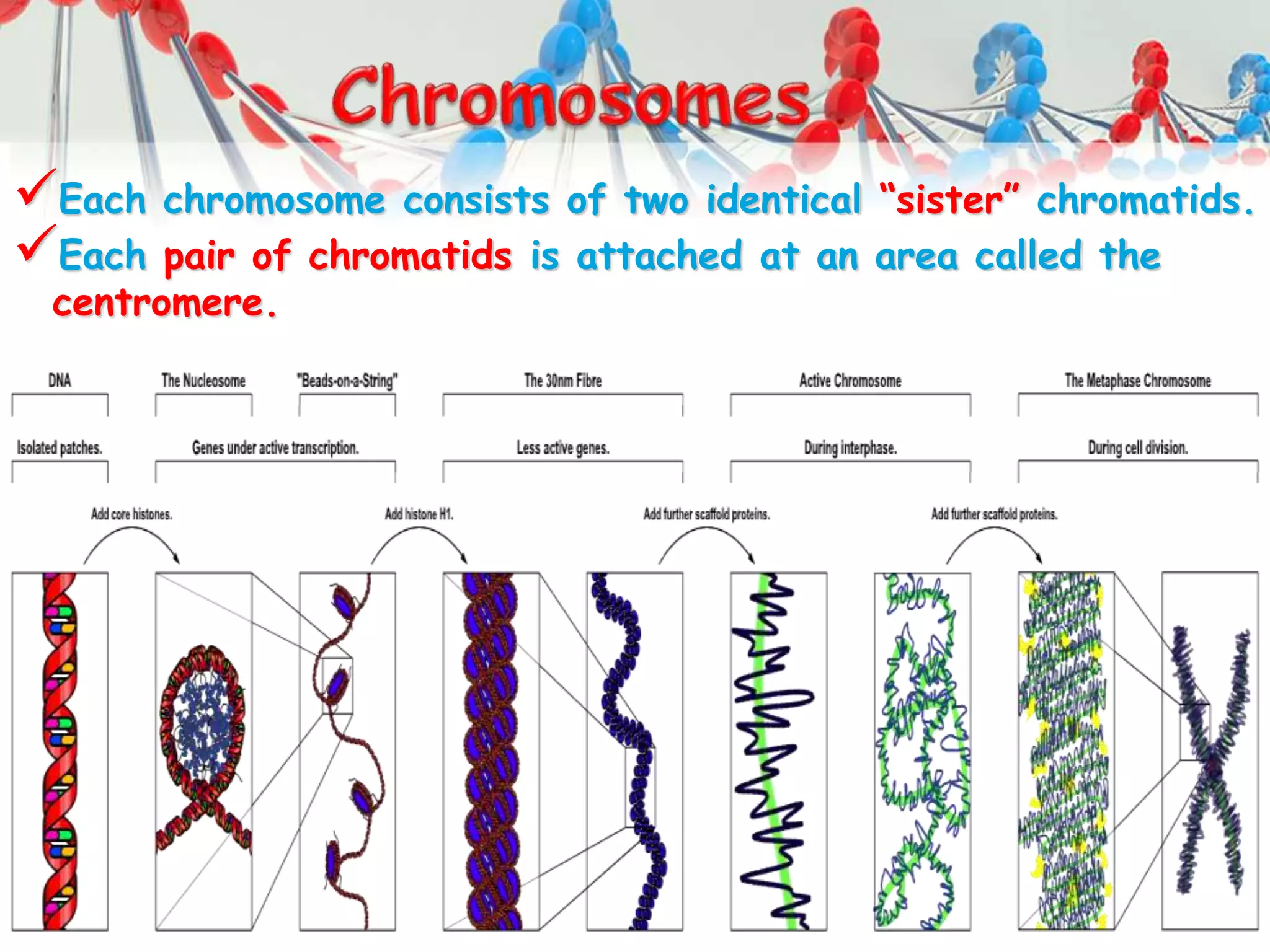 Each chromosome consists of two identical “sister” chromatids.
Each pair of chromatids is attached at an area called the
centromere.
 