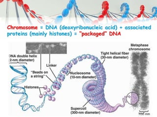 Chromosome = DNA (deoxyribonucleic acid) + associated
proteins (mainly histones) = “packaged” DNA
 
